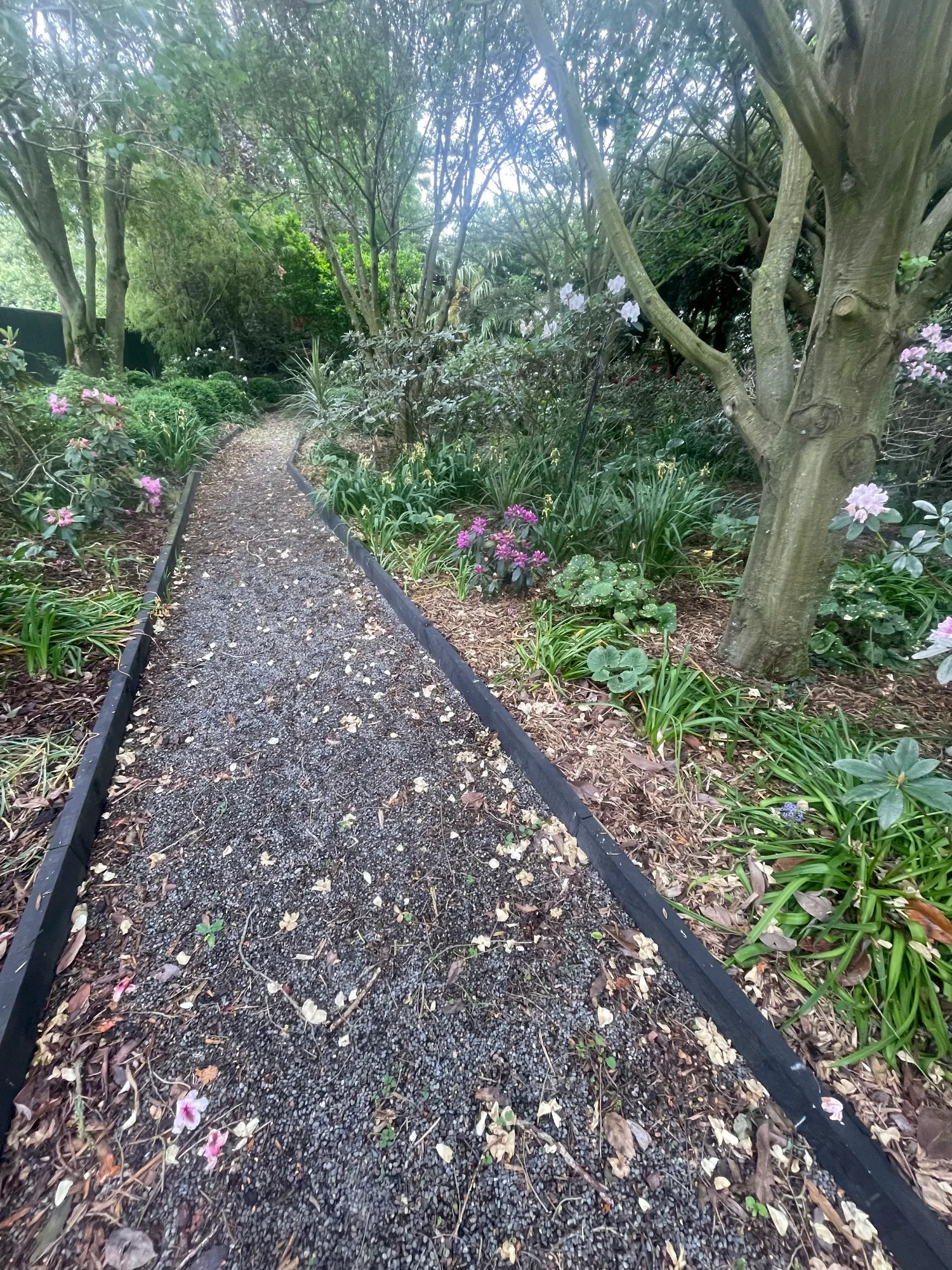 Garden paths through native planting
